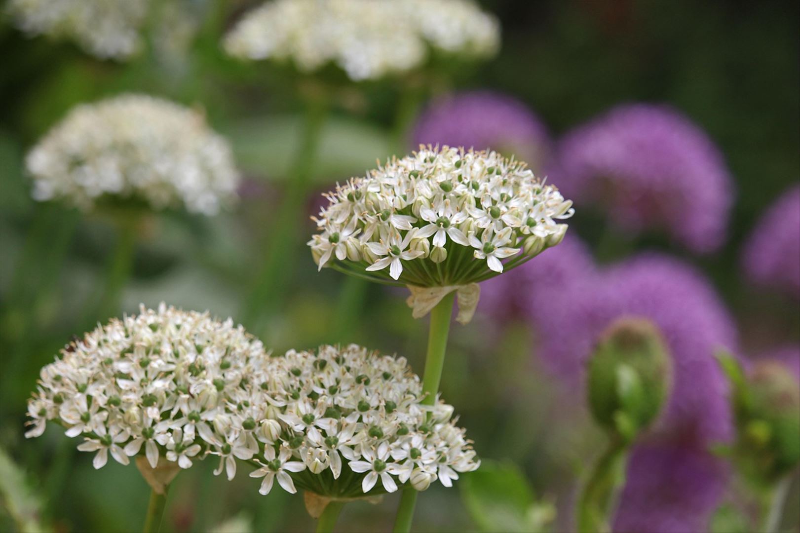 Garten- und Landschaftsbau